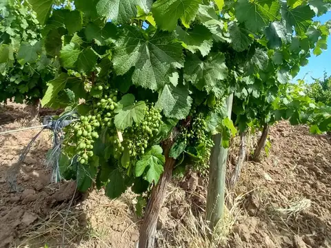 Inversión Vitícola/ Turística en Lujan de Cuyo