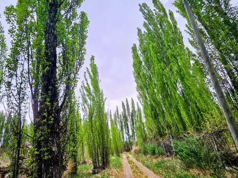 Terreno en Venta en Plottier, USD 80.000