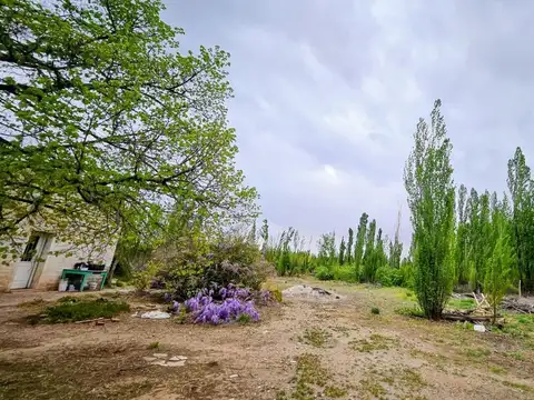 Francisco Vives Rens 100