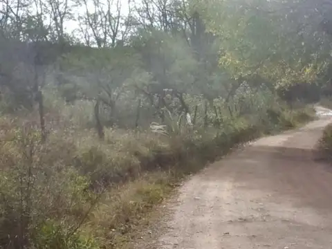 El algodonal 100