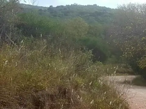 El algodonal 100