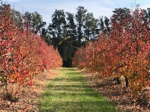 VENTA CHACRA, CAMPO PRODUCTIVO PROX. ATLANTIDA, PERAS Y LIMO