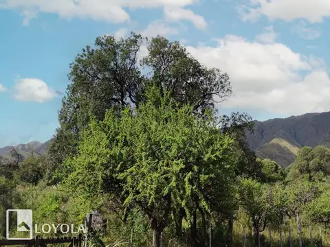 Calaguala