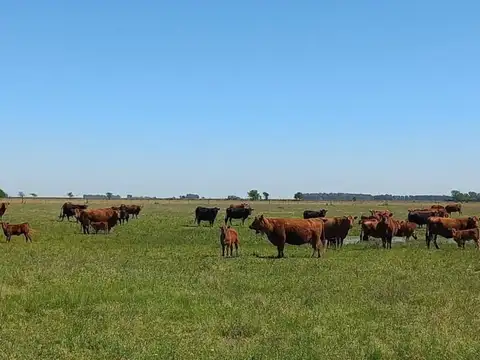 Campo en venta en General Belgrano - 127 Has