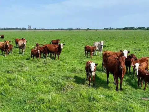 Campo Colonia Progreso (KM 58 de la ruta n° 27)  Bella Vista (Corrientes)