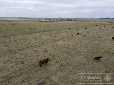 Dolores 210 has. Campo Mixto en Venta. Excelente unidad productiva.