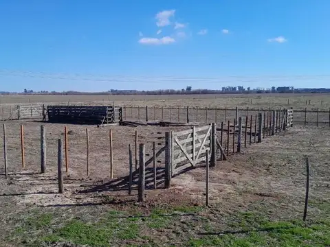Campo en Venta Ganadero