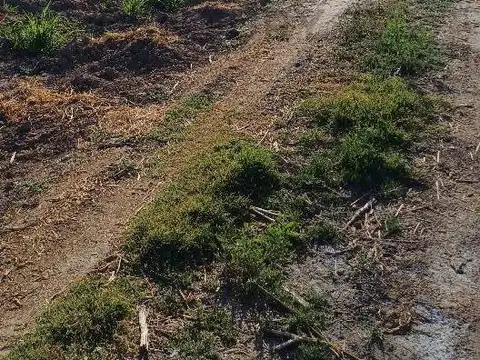 Palomares