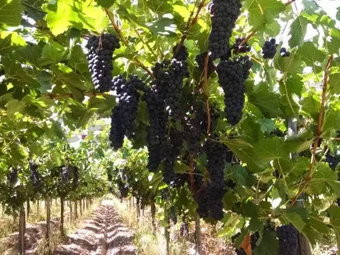 FINCA EN VENTA | OPORTUNIDAD DE INVERSIÓN | LAVALLE