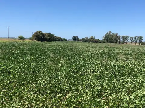 CAMPO EN VENTA EN PERGAMINO