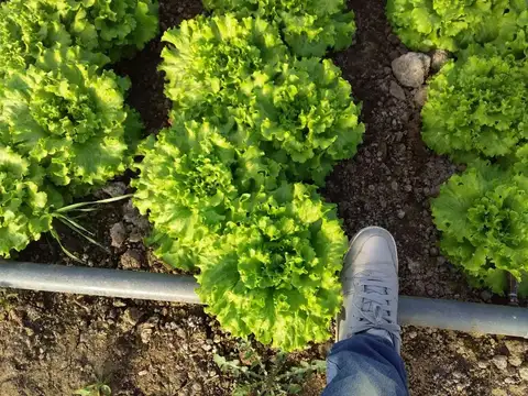 Cipolletti -Rio Negro