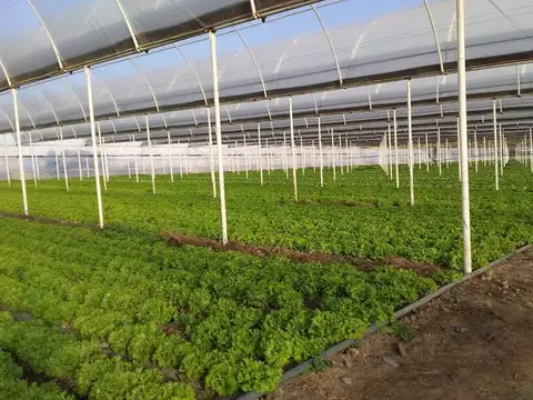 VENTA de Chacra 9 hectáreas, productiva /comercial con invernaderos