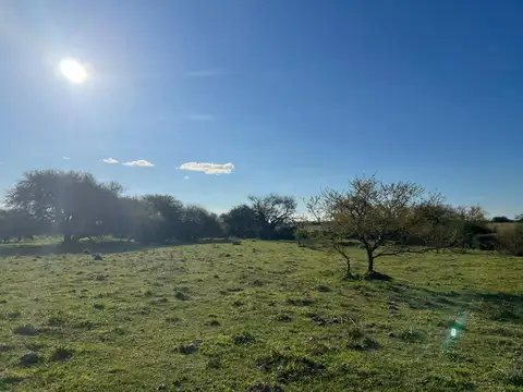 Campo 900 hectareas ganaderas Sauce Corrientes
