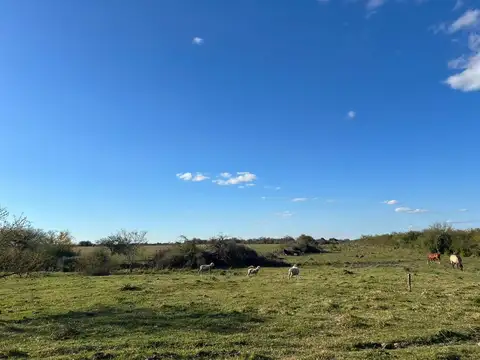 Campo en Venta Ganadero