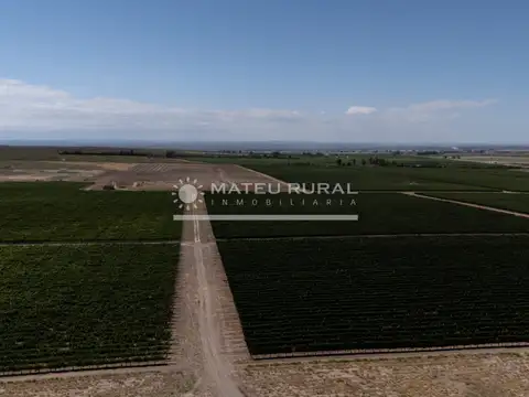 Campo en Venta de 209  ha