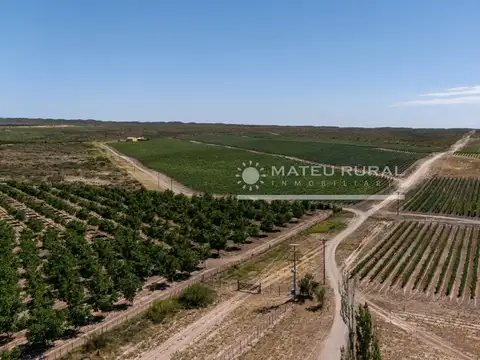 209 Has. Finca con viñedos en Tupungato