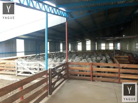INMOBILIARIA COMODORO - Establecimiento Ganadero en Producción en Chubut.