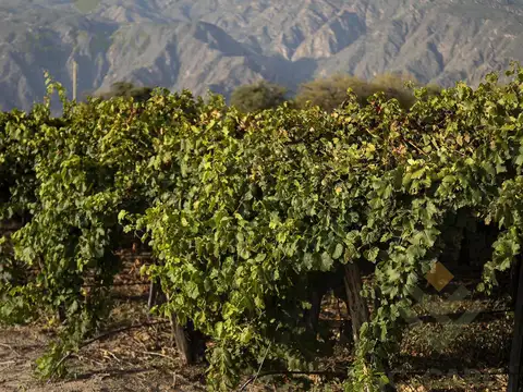 La estancia de Cafayate Wine &amp; Golf