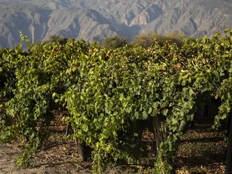 La estancia de Cafayate Wine &amp; Golf
