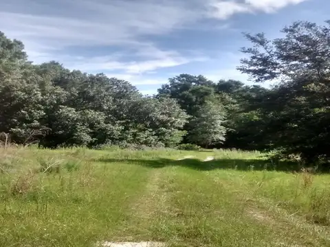 VENTA Campo de 32,4 hectáreas en Gainesville Florida, Estados Unidos ? Tierra, caballos y libertad, a minutos de todo.