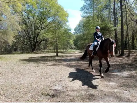 VENTA Campo de 32,4 hectáreas en Gainesville Florida, Estados Unidos ? Tierra, caballos y libertad, a minutos de todo.