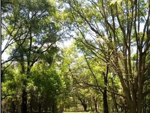 VENTA Campo de 32,4 hectáreas en Gainesville Florida, Estados Unidos ? Tierra, caballos y libertad, a minutos de todo.