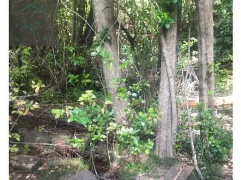 (021) EL HOYO (Rincon de Lobos) Chacra de 4Has