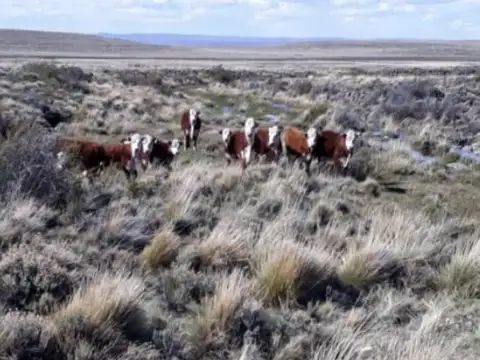 VENTA DE CAMPO, 19000 HA, PERITO MORENO
