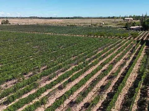 Avellaneda