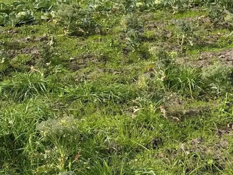 Venta de 3 hectareas en City Bell Las Banderitas