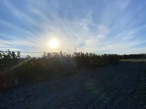 Fincas productivas sobre Ruta 40 - Uco