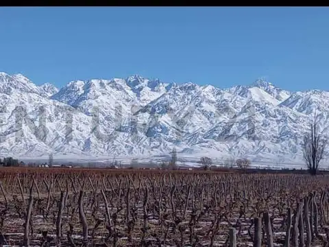 VENTA DE FINCA EN LA CONSULTA, MENDOZA. ID: 320687