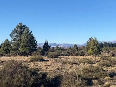 TU LUGAR EN LOS CIPRESES  