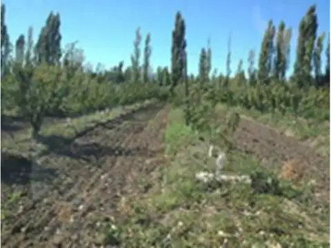 Chacra 29 has cultivo de cerezo - Trelew