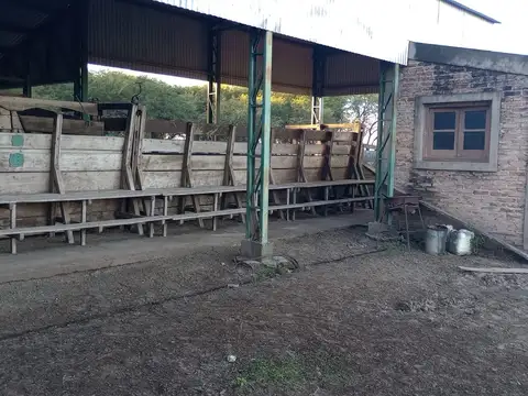 Campo ganadero en producciòn