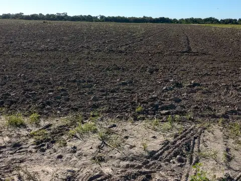 Campo ganadero en producciòn