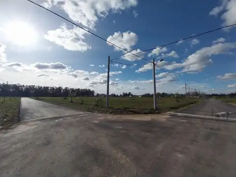 Arbolada de Longchamps. B° Parque. Espora esq Zeballos