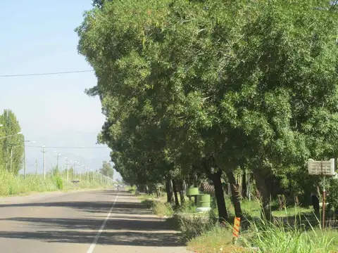 Terreno 2,5 has en Venta La Consulta Valle de Uco