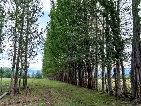 Campo Productivo en Venta ? 15 Hectáreas