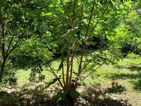 Terreno Lote  en Venta en Carapachay, Zona Delta, Tigre