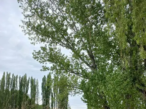 En Venta, Chacras Productivas de 34 Ha, Entre Lamarque y Pomona.