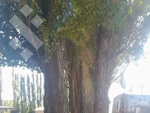 En Venta, Chacras Productivas de 34 Ha, Entre Lamarque y Pomona.