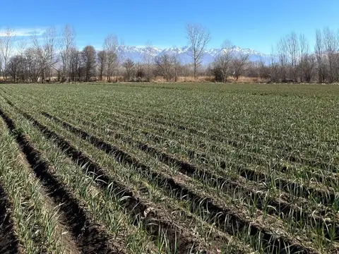 OPORTUNIDAD VENTA FINCA TUNUYÁN MENDOZA