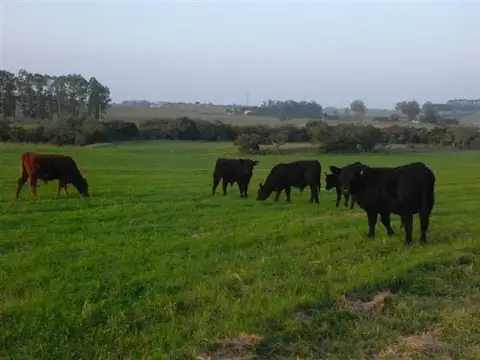 Quinta en Venta en Punta Ballena, USD 160.000