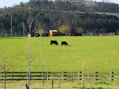 Chacras en venta 5 Has Lapataia Cmno. Benito Nardone ATM-242