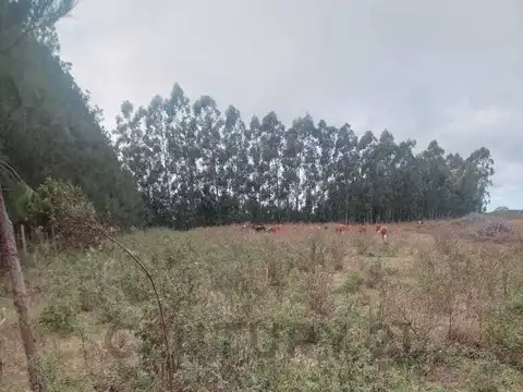 Campo en Venta de 3,94  ha