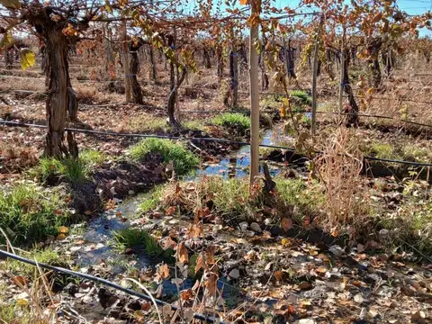 Finca de 12 Has En VentaTulumaya Lavalle