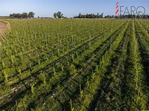 PROPIEDADES RURALES - CHACRA - JOSÉ IGNACIO