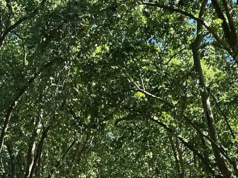Terreno en Venta en Máximo Paz, USD 23.500