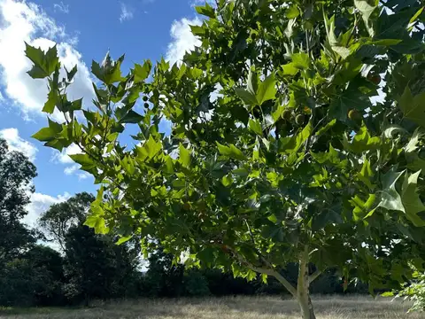 Terreno en Venta de 507,0 m2